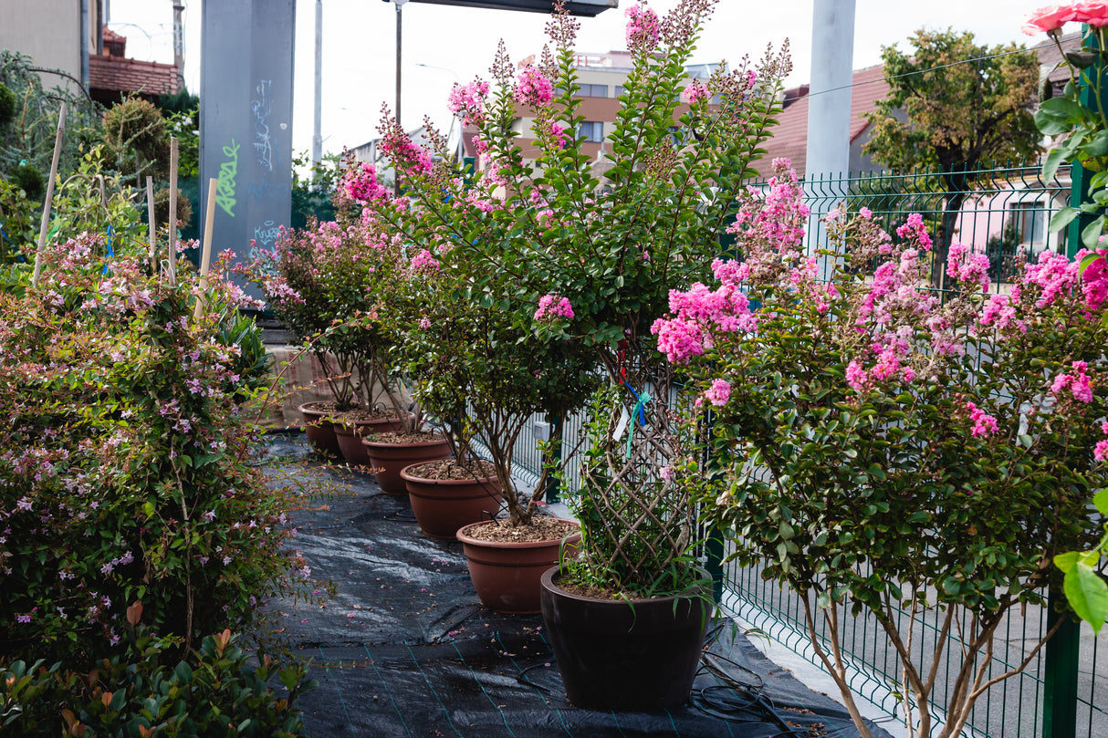 Liliac indian "Lagerstroemia Indica Coccinea Amfora'', la Ghiveci de 45L, 170 cm, 1 Bucata