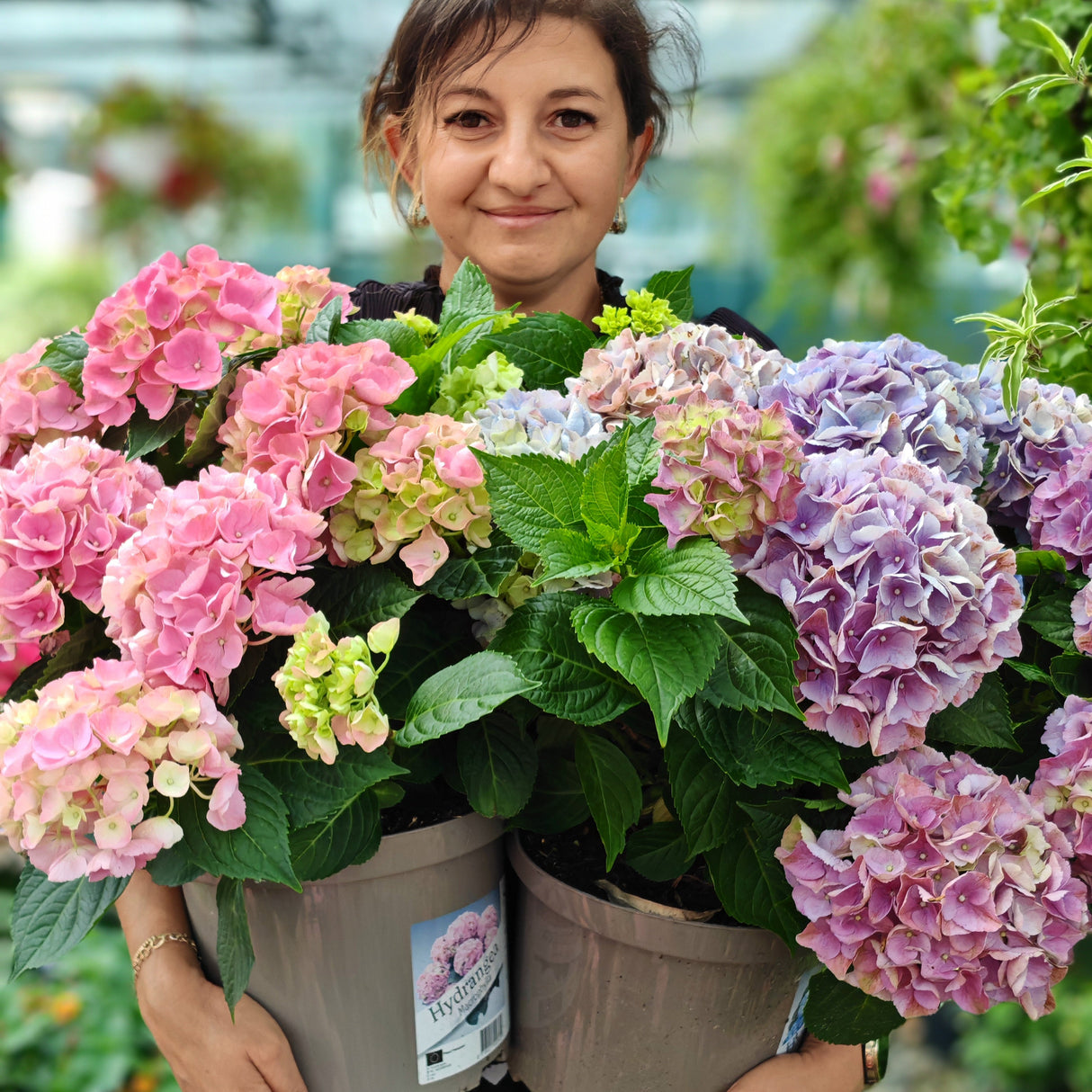 Plante Ornamentale - Hortensia - Bouquet Rose