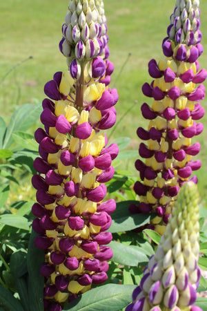 Bulbi de Lupine, Mov-Galben, 2 Bucati