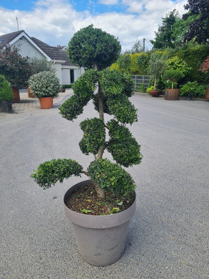 Bonsai Laur Japonez  ''Ilex Crenata Kinme'', la Ghiveci de 50L, 125/150 cm, 1 Bucata