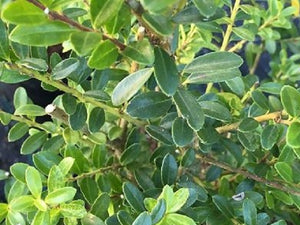 Laur Japonez Spirala, ''Ilex Crenata Kinme'', la Ghiveci de 18L, 130/150 cm, 1 Bucata