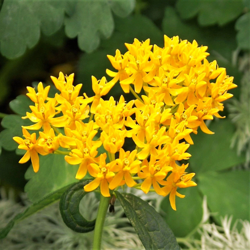 Asclepias Tuberosa Hello Yellow (Iarba Fluturilor), 1 bucata