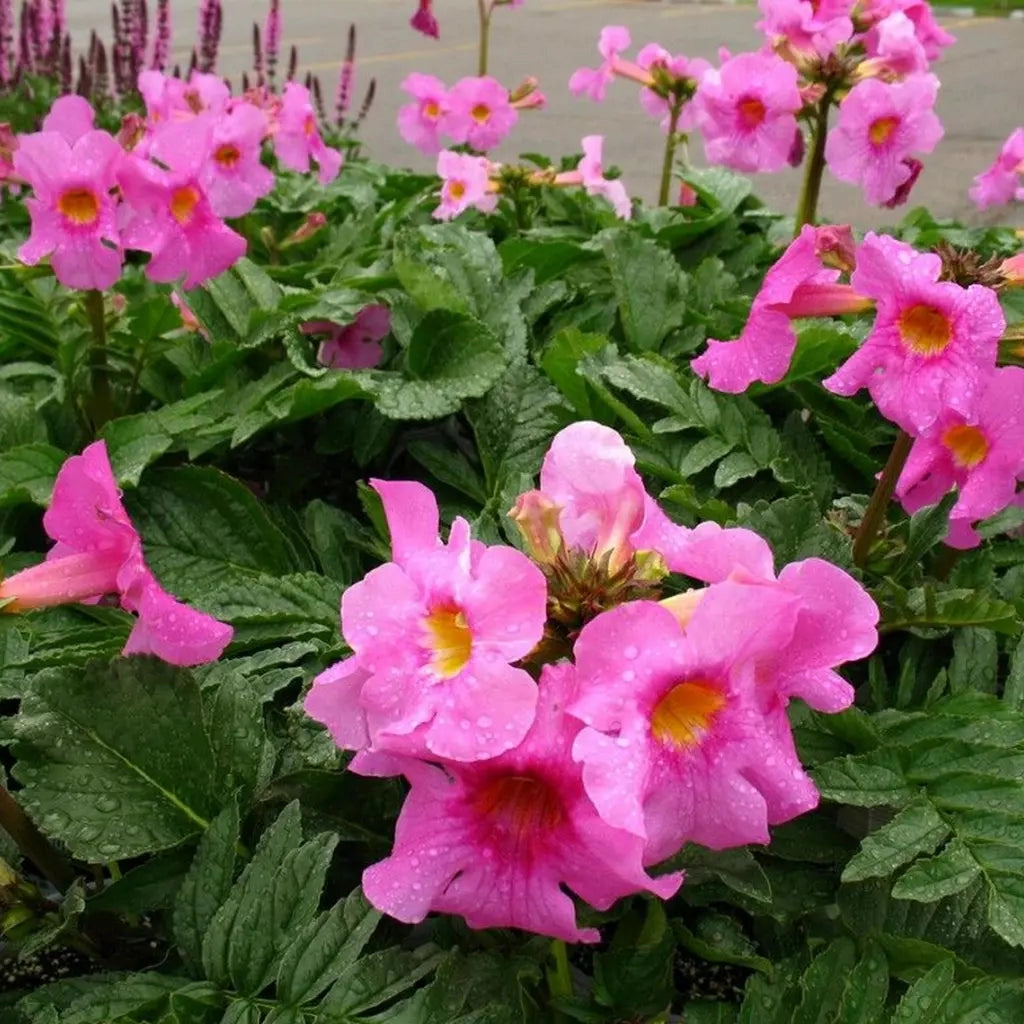 Gloxinia Bulbi de Grădină - Incarvillea - Snowtop - Ghiveci