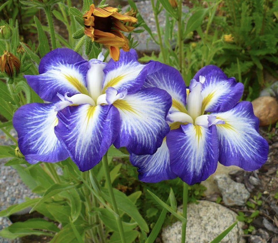 Bulbi de Iris Germanica "Ensata Gusto", 1 Bucata