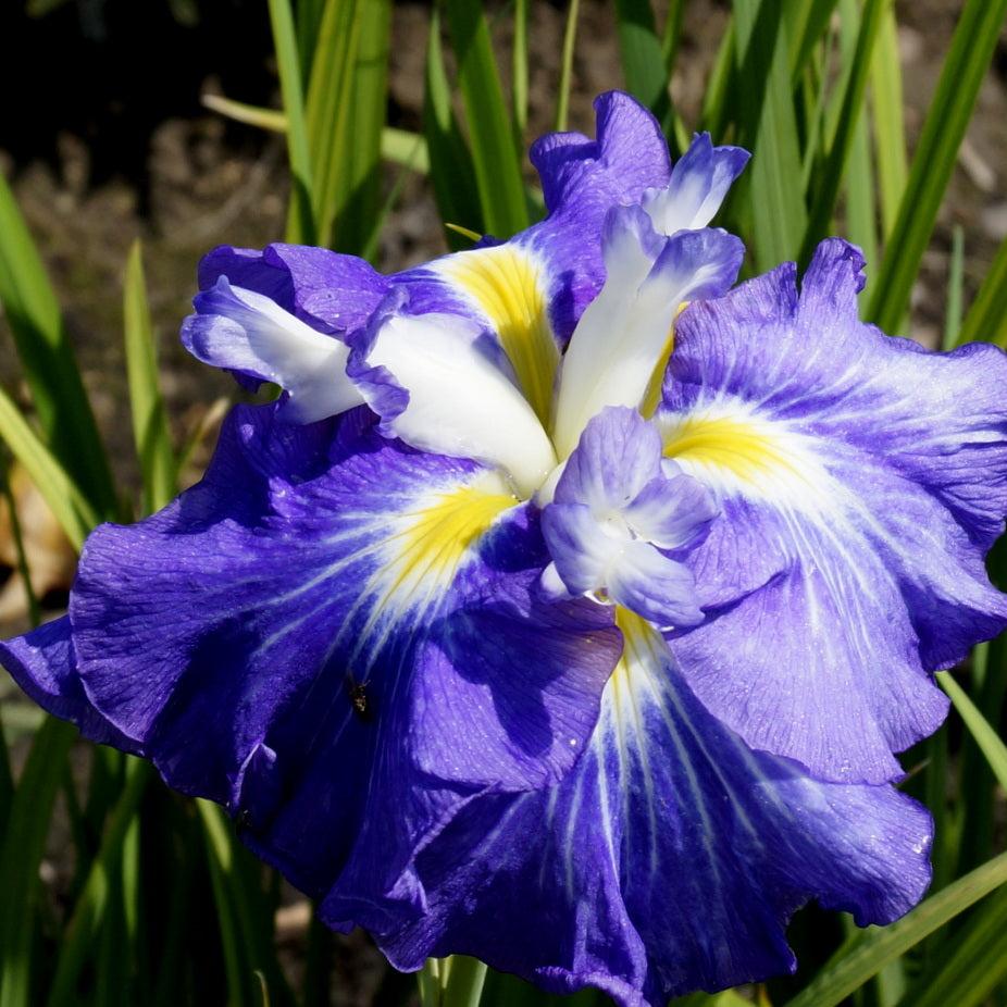 Bulbi de Iris Germanica "Ensata Gusto", 1 Bucata