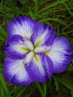 Bulbi de Iris Germanica "Ensata Gusto", 1 Bucata