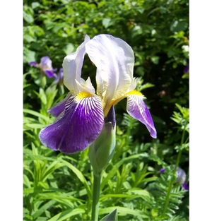 Bulbi de Iris Germanica "Alcazar", 1 Bucata