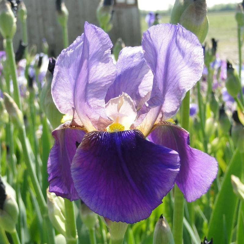 Bulbi de Iris Germanica "Alcazar", 1 Bucata