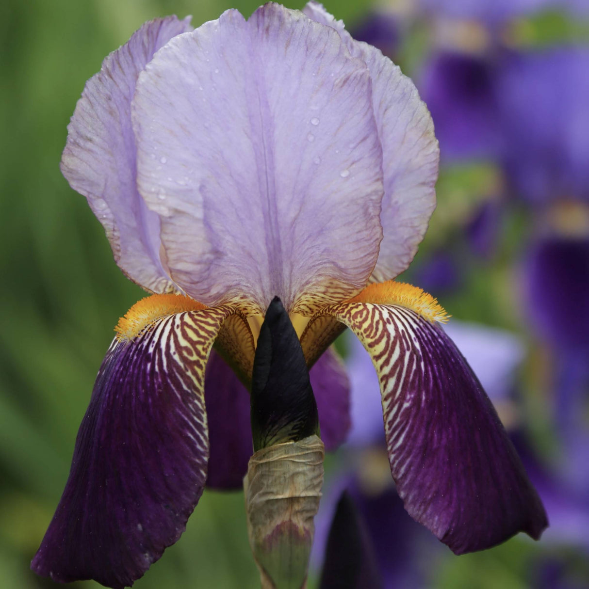 Bulbi de Iris Germanica "Alcazar", 1 Bucata