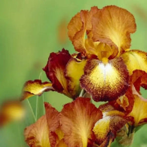 Bulbi de Iris Germanica "Spotted Yellow", 1 Bucata