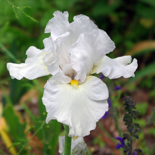Bulbi de Iris Germanica ,,Bianca" Alb - 1 bucata / pachet