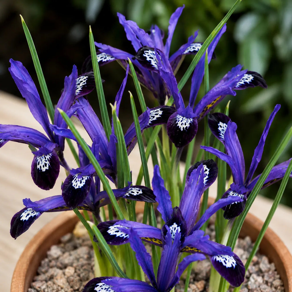 Iris Blue Note Reticulata din bulbi premium, flori albastre elegante cu aspect rafinat, perfecte pentru grădini, jardiniere, straturi florale și aranjamente de primăvară, cu întreținere redusă