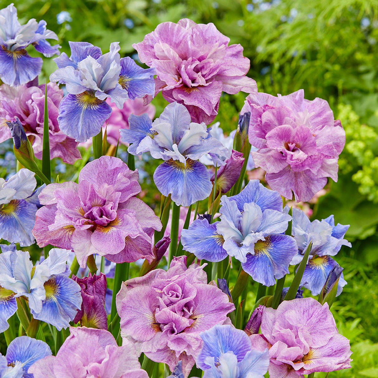 Bulbi de Iris Siberica "Pink Parfait", 1 Bucata