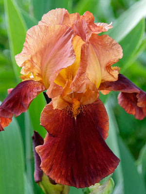 Bulbi de Iris Germanica "Natchez Trace", 1 Bucata