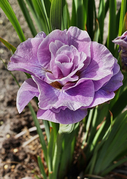 Bulbi de Iris Siberica "Pink Parfait", 1 Bucata