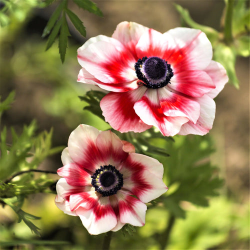 Bulbi Anemone - Bicolor - 10 Bucăți