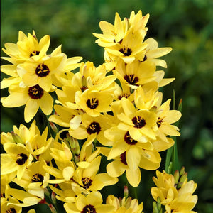 Bulbi de Ixia "Yellow Emperor", 3 Bucati