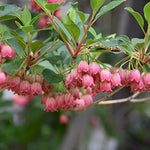 Clopotei Arbust Enkianthus, 1 Bucata