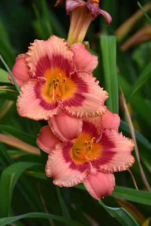 Bulbi de Hemerocallis "Strawberry Candy", Crin Salbatic, 1 Bucata