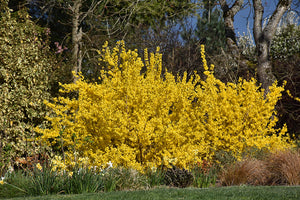 Forsythia "Fiesta", 1 Bucata