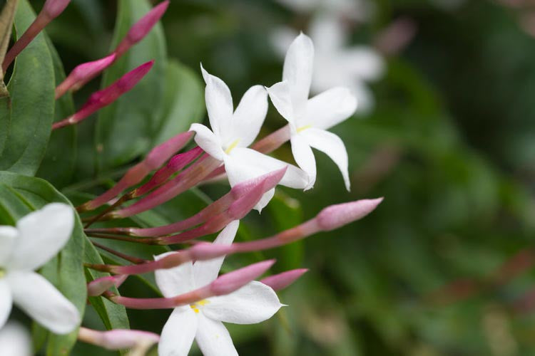 Iasomie Alba (Jasminum Officinale) la Ghiveci, 1 Bucata