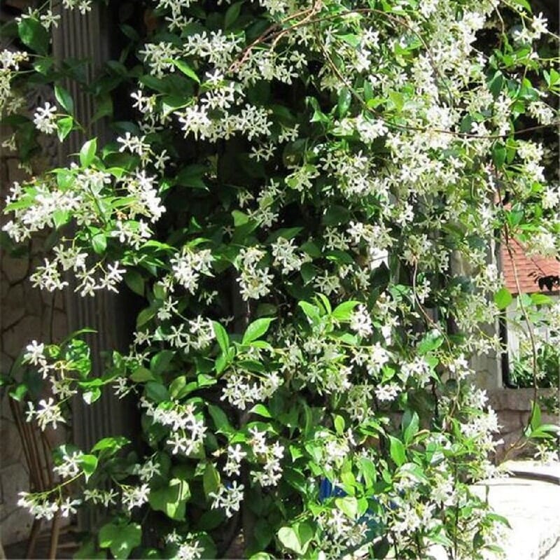 Iasomie Alba (Jasminum Sambac) la Ghiveci, 1 Bucata