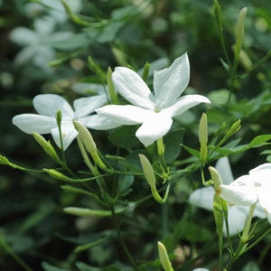 Iasomie Alba (Jasminum Officinale) la Ghiveci, 1 Bucata