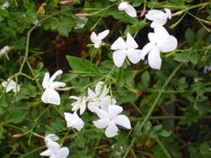 Iasomie Alba (Jasminum Officinale) la Ghiveci, 1 Bucata