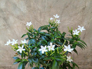 Iasomie Alba (Jasminum Sambac) la Ghiveci, 1 Bucata