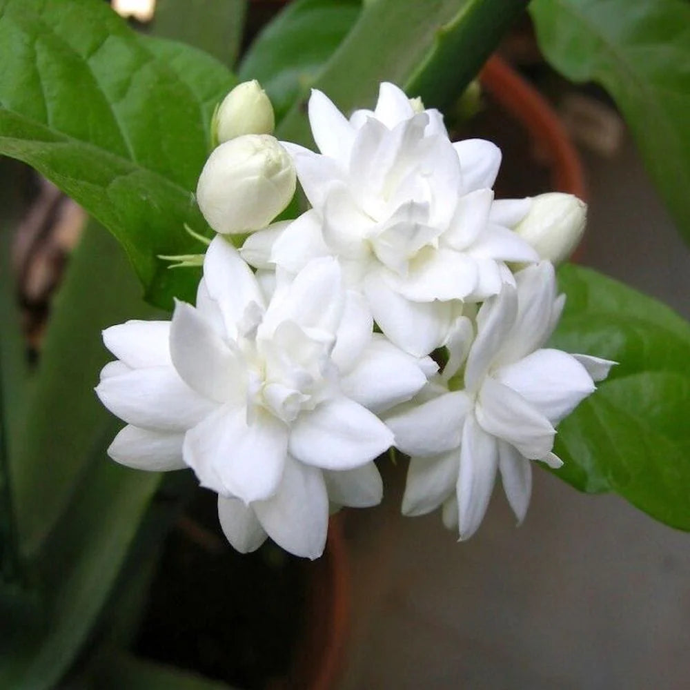 Iasomie Alba (Jasminum Sambac) la Ghiveci, 1 Bucata