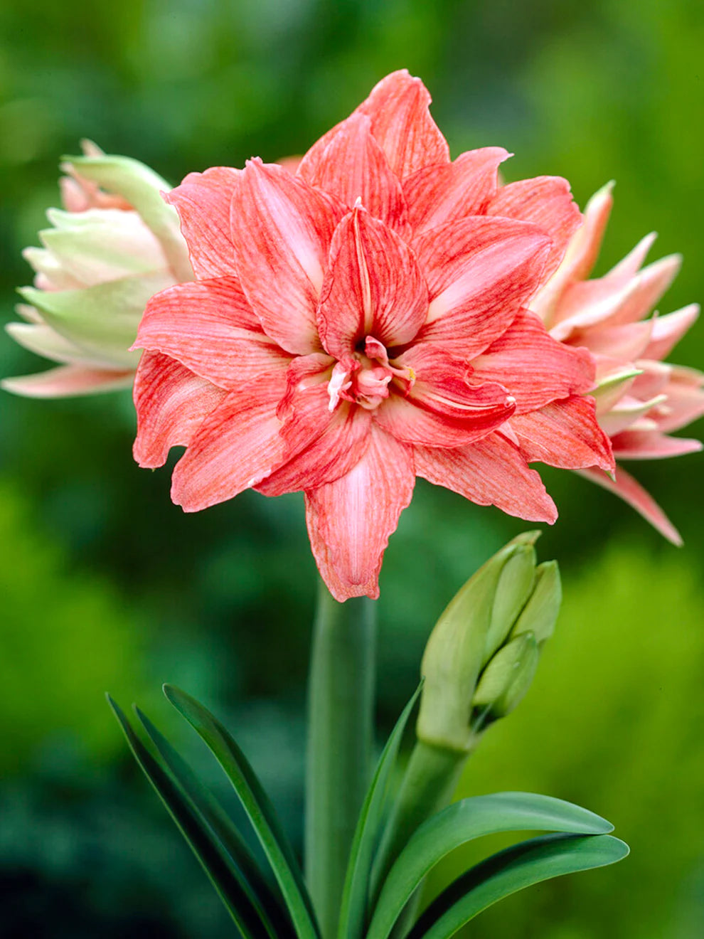 Bulbi de Amaryllis "Lady Jane", 1 Bucata