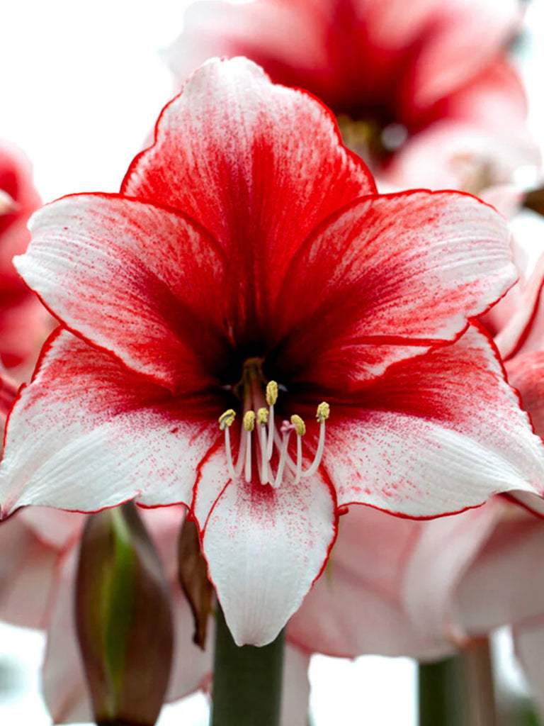 Jumbo_Amaryllis_Temptation_46825928-4a39-44a2-a324-ee6d15d58609 - Fitza Florilor