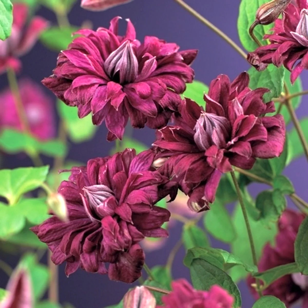 Clematis "Purpurea Plena Elegans" la Ghiveci, 1 Bucata