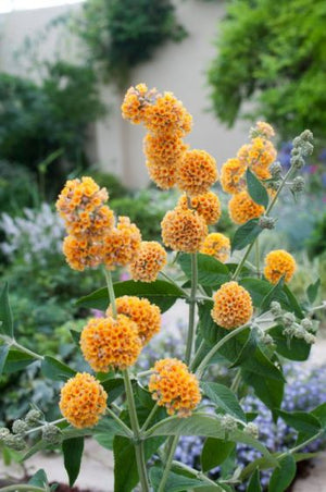 Liliac de Vara Galben - Buddleja Davidii 80- 100 cm , ghiveci de 10 litri