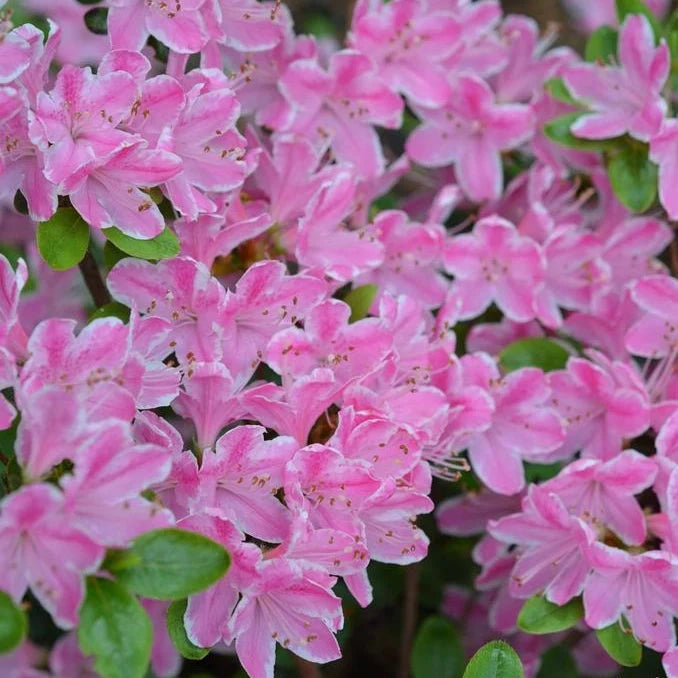 Azalea Kermesina Rose, la ghiveci