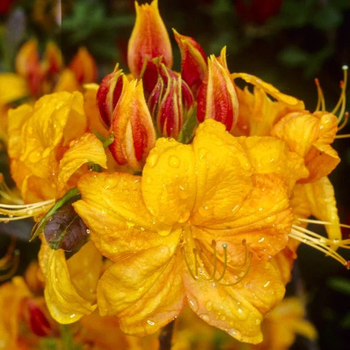 Azalea ''Klondyke'', la ghiveci