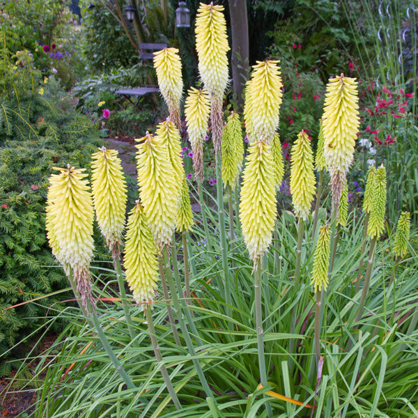 Bulbi de Kniphofia ,,Little Maid