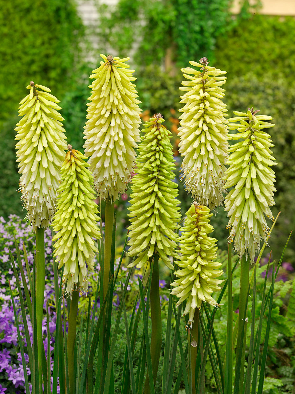 Bulbi de Kniphofia "Ice Queen", Crinul Faclie, 1 Bucata la ghiveci