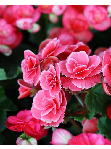 Bulbi de Begonia "Picotee Lace", Pink, 1 Bucata