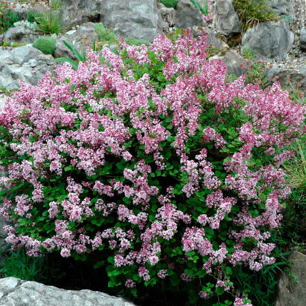 Liliac Syringa Vulgaris "Dwarf Korean" 1 Bucata