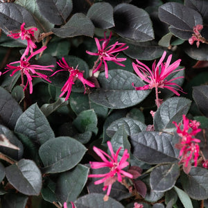 Arbust Chinezesc "Loropetalum Black Pearl", la Ghiveci de 6L, 1 Bucata