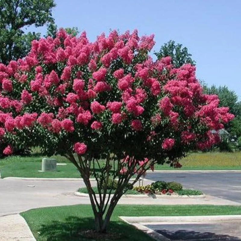 Liliac Indian, ''Lagerstroemia Indica Rosea  Ciotola'', la Ghiveci de 35L, 150 cm, 1 Bucata