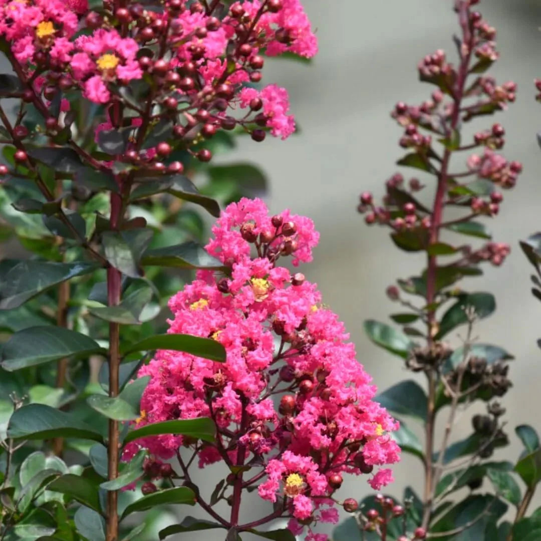 Liliac Indian, ''Lagerstroemia Indica Rosea  Ciotola'', la Ghiveci de 35L, 150 cm, 1 Bucata