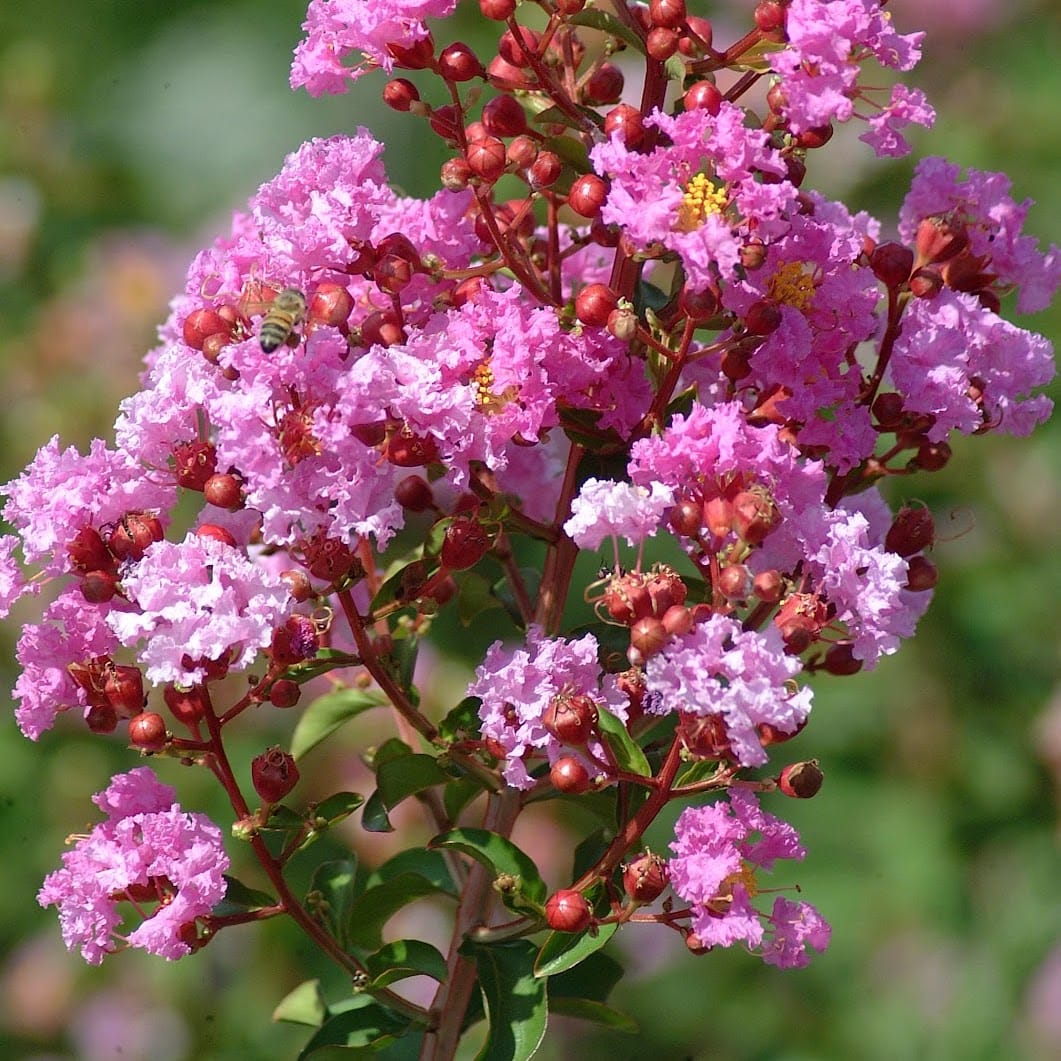 Liliac indian "Lagerstroemia Indica "Tip Copac , la Ghiveci de 10L, 1 Bucata