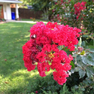 Liliac indian "Lagerstroemia Indica Coccinea '', la Ghiveci de 10L, 150 cm, 1 Bucata