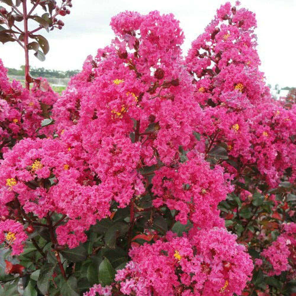 Liliac Indian, ''Lagerstroemia Indica Petit Pink (Rosa Nana), la Ghiveci de 45L, 150 cm, 1 Bucata