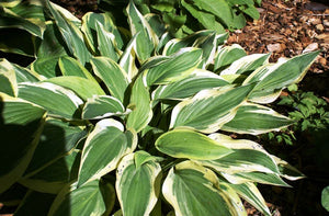 Bulbi de Hosta "Lakeside Dragonfly", 1 Bucata