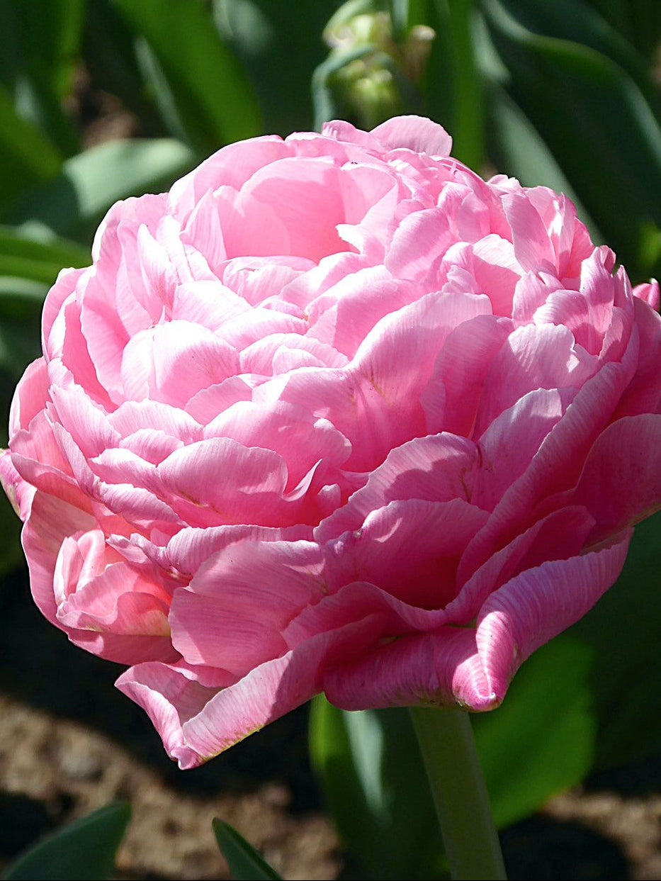 Bulbi de lalele Amazing Grace – culoare roz fin, petale elegante și rezistență excelentă. Perfecte pentru borduri și aranjamente florale.