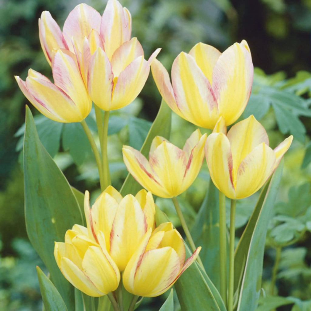 Cumpără bulbi de Lalele Antoinette – soi unic cu flori multiflore și culori vibrante galben-roz. Perfecte pentru ronduri și decoruri florale de sezon.