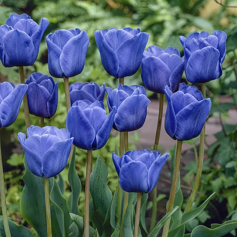 Bulbi Lalele Blue Aimable, lalele în nuanțe delicate de mov pastel, perfecte pentru borduri și aranjamente florale elegante.